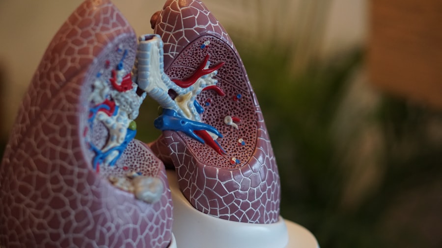 Anatomical cross-section model of human lungs